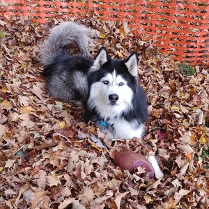 Fundraising Page: Dennis Cusano